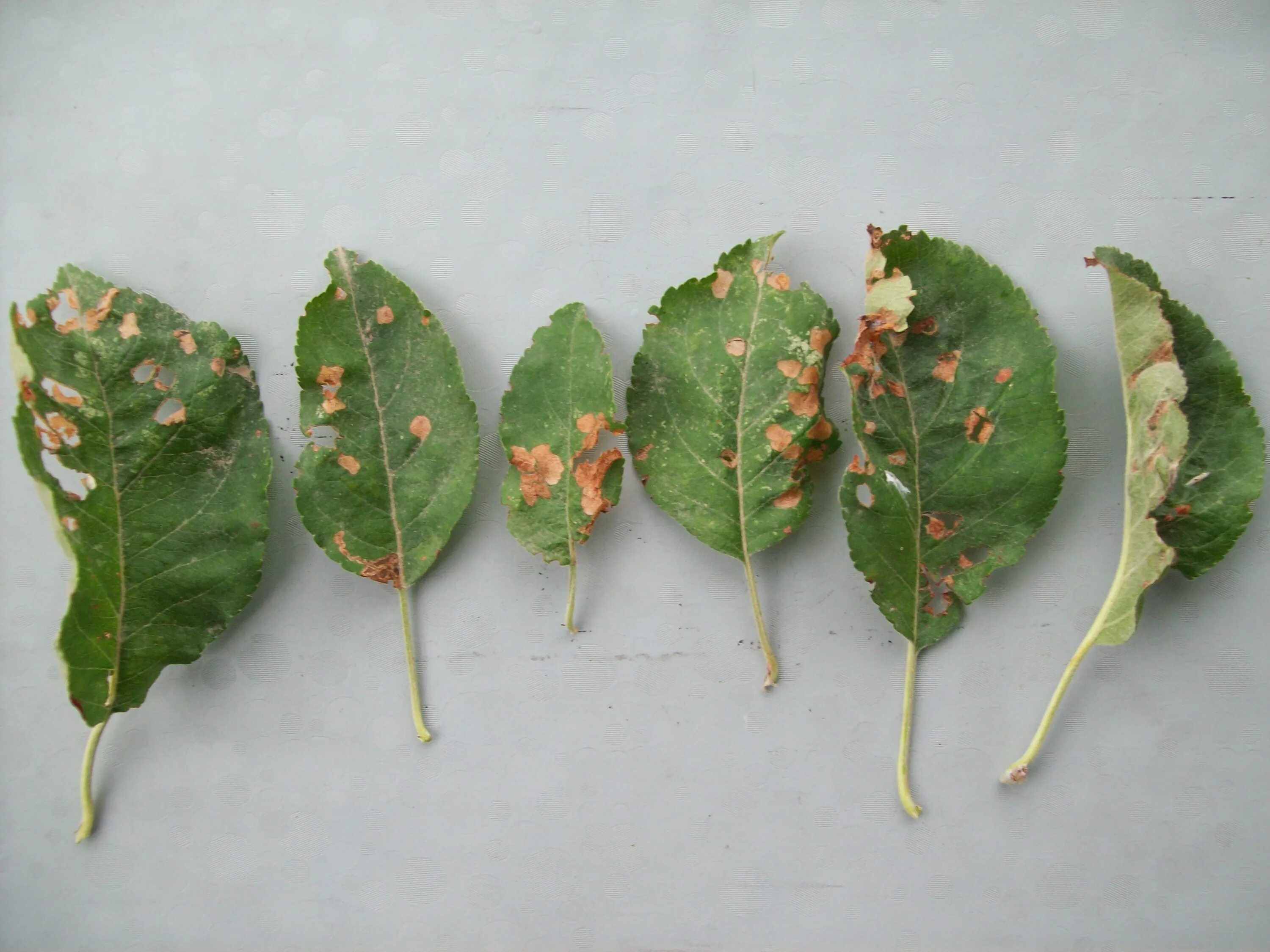 Аскохитозная пятнистость яблони. Болезни листьев яблони. Бурая пятнистость филлостиктоз яблони. Филлостиктоз (бурая пятнистость) вишни. Болезни листьев яблони.