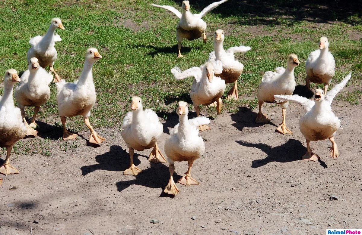 нападающий гусь. нападающий гусь. страшный гусь. гуси нападают. шипящий гусь.