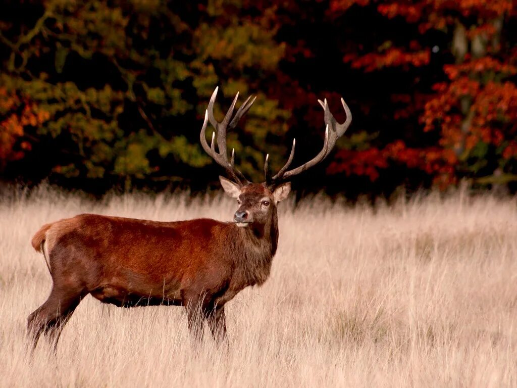 Бухарский благородный олень. Бухарский благородный олень. Аксис индийский олень. Dear. Олень мул.