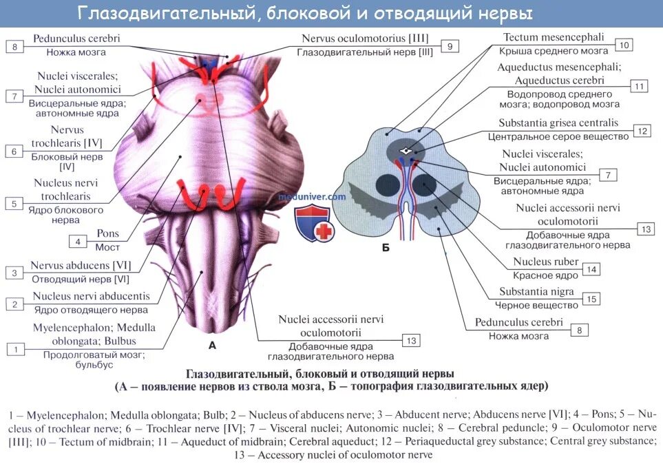 Ствол мозга черепные нервы. Двигательное ядро глазодвигательного нерва. Блоковый нерв анатомия схема. Ядро глазодвигательного нерва среднего мозга. Блоковый нерв анатомия ядра.