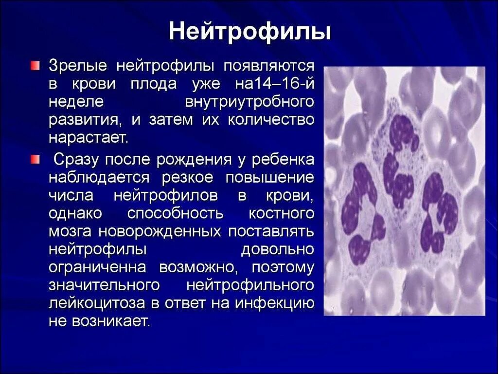 Повышен сегментоядерные