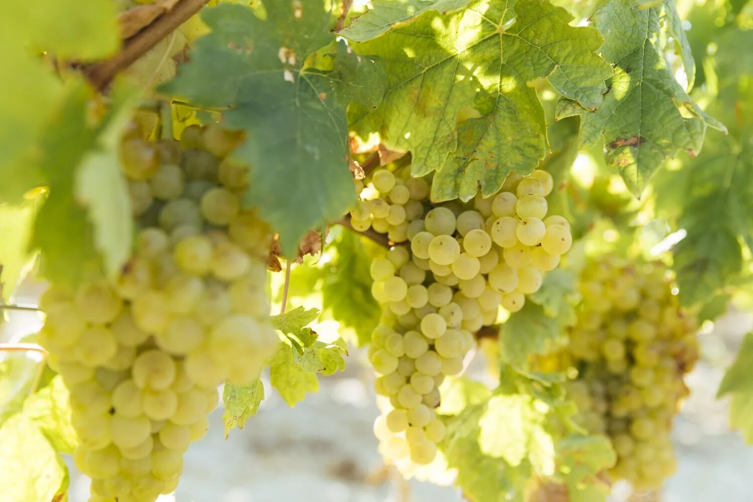 White grape