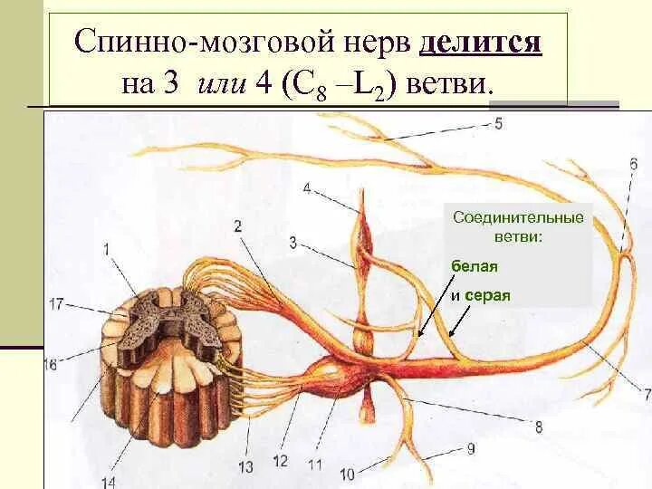 Соединительные ветви спинномозговых нервов. Образование и ветви спинномозговых нервов схема. Ветви спинномозговых нервов схема. Серая соединительная ветвь спинномозгового нерва.