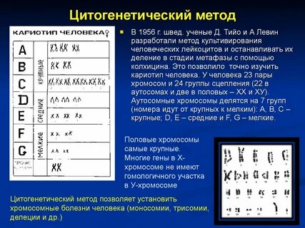 Кариотип цитогенетическим методом