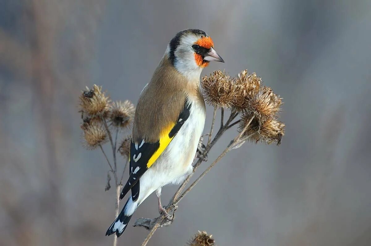 Щегол картинки. Щегол (carduelis carduelis). щегол березовик. щегол пестрозадый. щегол и щеглята.