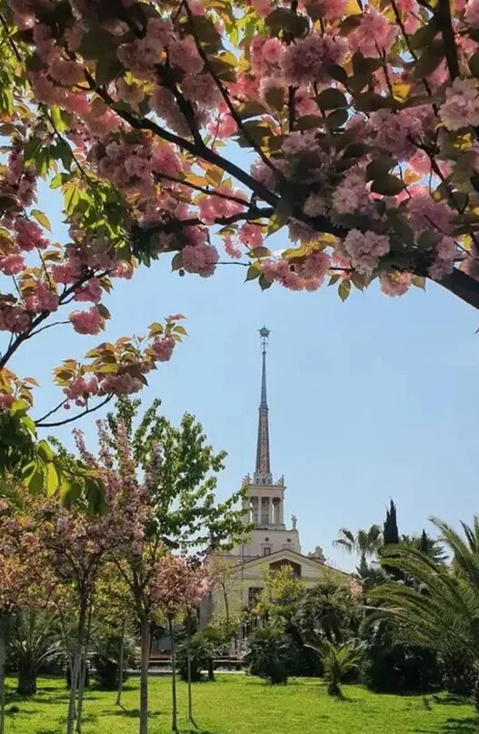 Сакура в сочи. Сакура в дендрарии Сочи. Черешневый сад Сочи. Цветение Сакуры в Сочи. Морвокзал Сочи Черешневый сад.