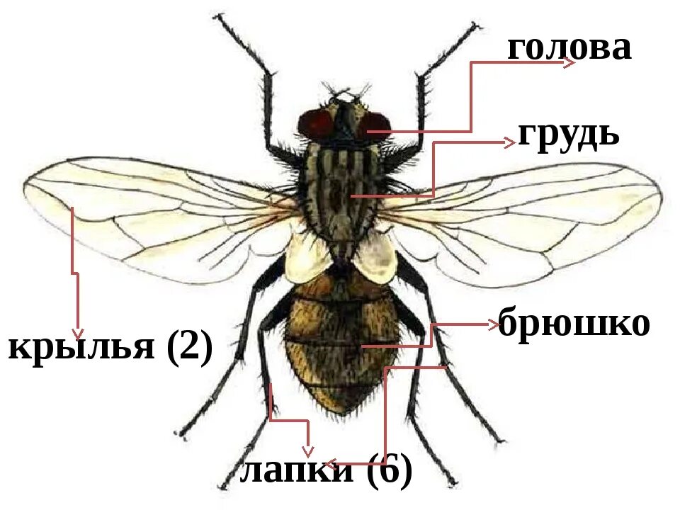 Мухи какие крылья. Муха (насекомое) двукрылые. musca domestica комнатная муха. жужжальца мухи. внешнее строение мухи.