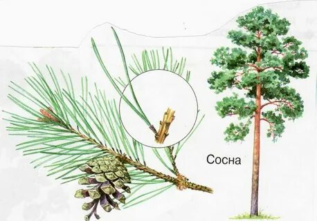 Сосны схема 1 класс