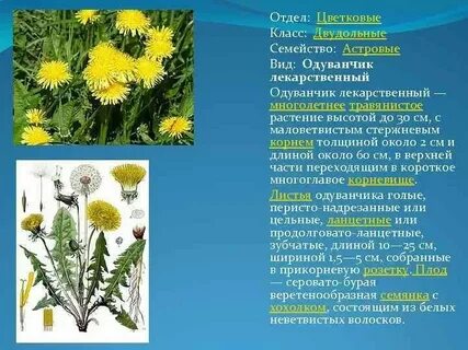 Систематические категории одуванчика