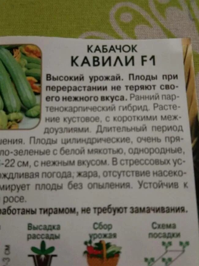 Кабачки кавили схема посадки