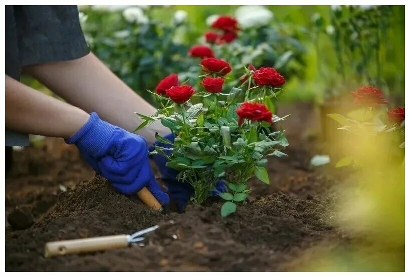 горшок для пересадки растений. грунт для розы в горшке. грунт для розы в горшке. грунт для розы в горшке. грунт для роз 2,5л мир грунтов.