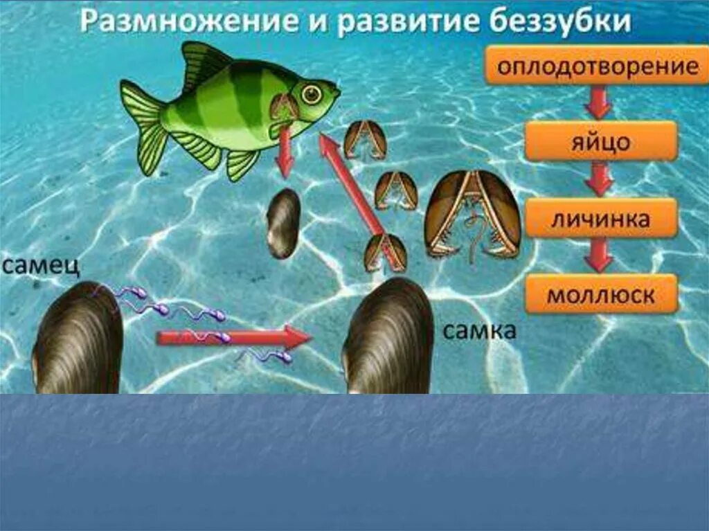 Беззубка окунь и щука. Двустворчатая беззубка размножение. глохидии личинки беззубки. личинка беззубки. цикл развития беззубки.