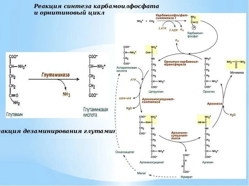 Рене декарт схема рефлекторной дуги. Синтез триглицеридов из фосфатидной кислоты. Схема метаболизма липидов в печени. Липаза химическая формула. Триглицериды обмен.