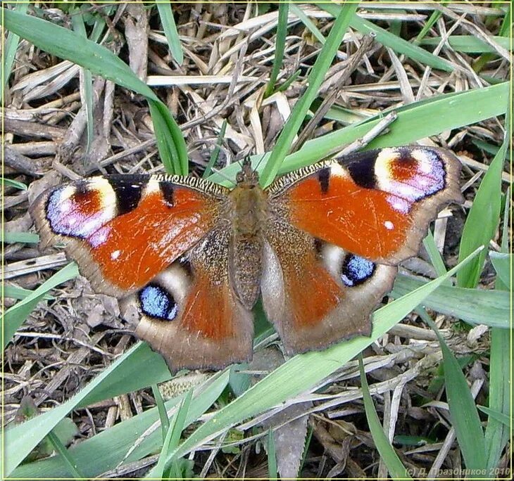 бабочка беспозвоночное животное. бабочка катопсилия помона. дневная бабочка 7. дневная бабочка 7. парусник демолей бабочка.