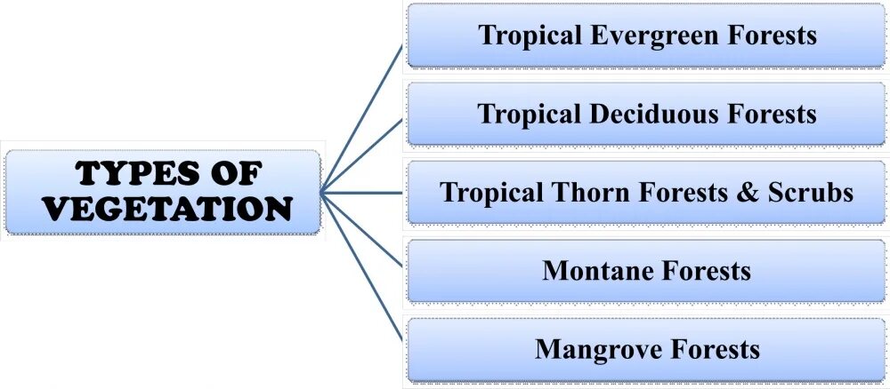 Types of natural. Types of Forests. Types of Plants Evergreen. Таблица deveneseeds vegetation. British vegetation Committee.