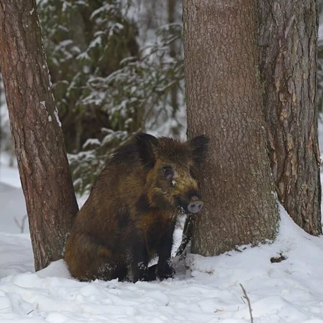 сосновый брянский лес. заповедник брянский лес проект. брянский лес. сообщение о заповеднике брянский лес. разнообразие природы брянской области.