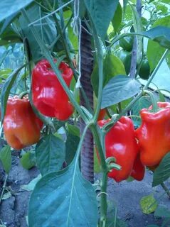 Hit pepper