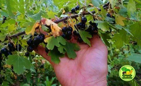 Вкус йошты