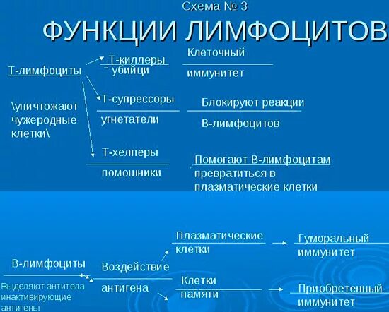 Функция б лимфоцитов. Основная функция т лимфоцитов. т-лимфоциты основные типы и функции. тип иммунитета b лимфоцитов. функции т-лимфоцитов и в-лимфоцитов таблица.