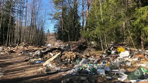 Шелеховское лесничество