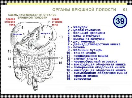 Как расположена брюшная полость человека