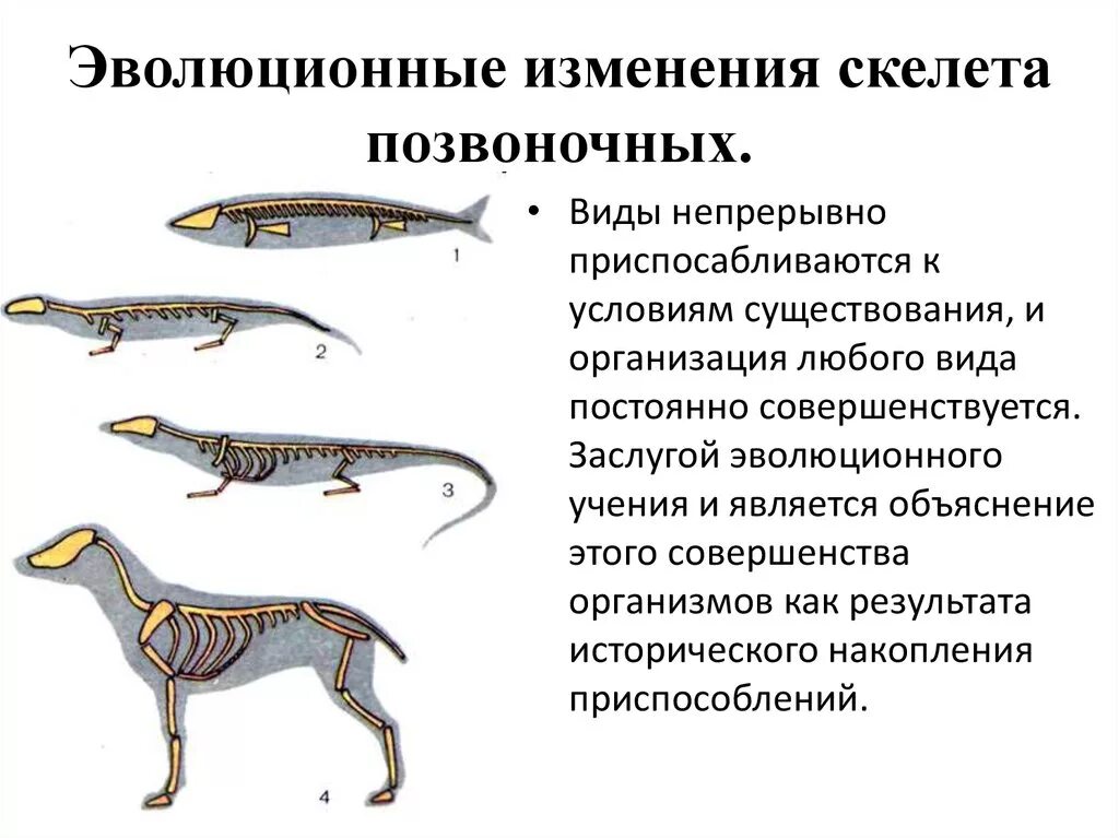 Формы эволюционных изменений. Эволюционные изменения скелета. Этапы эволюции позвоночных животных 7 класс. Эволюция осевого скелета хордовых. Эволюция скелета позвоночных.