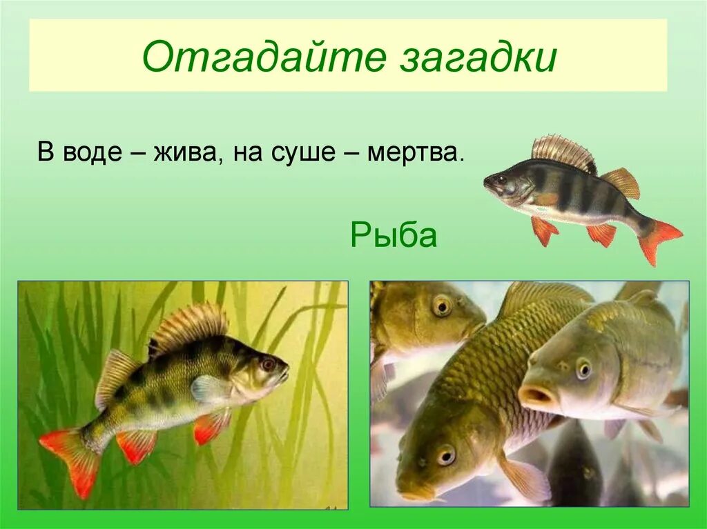 Загадка овсом не кормят кнутом. Загадка в воде жива на суше мертва. Презентация отгадай рыбу. Отгадка на загадку в воде жива на суше мертва. Загадка про воду.