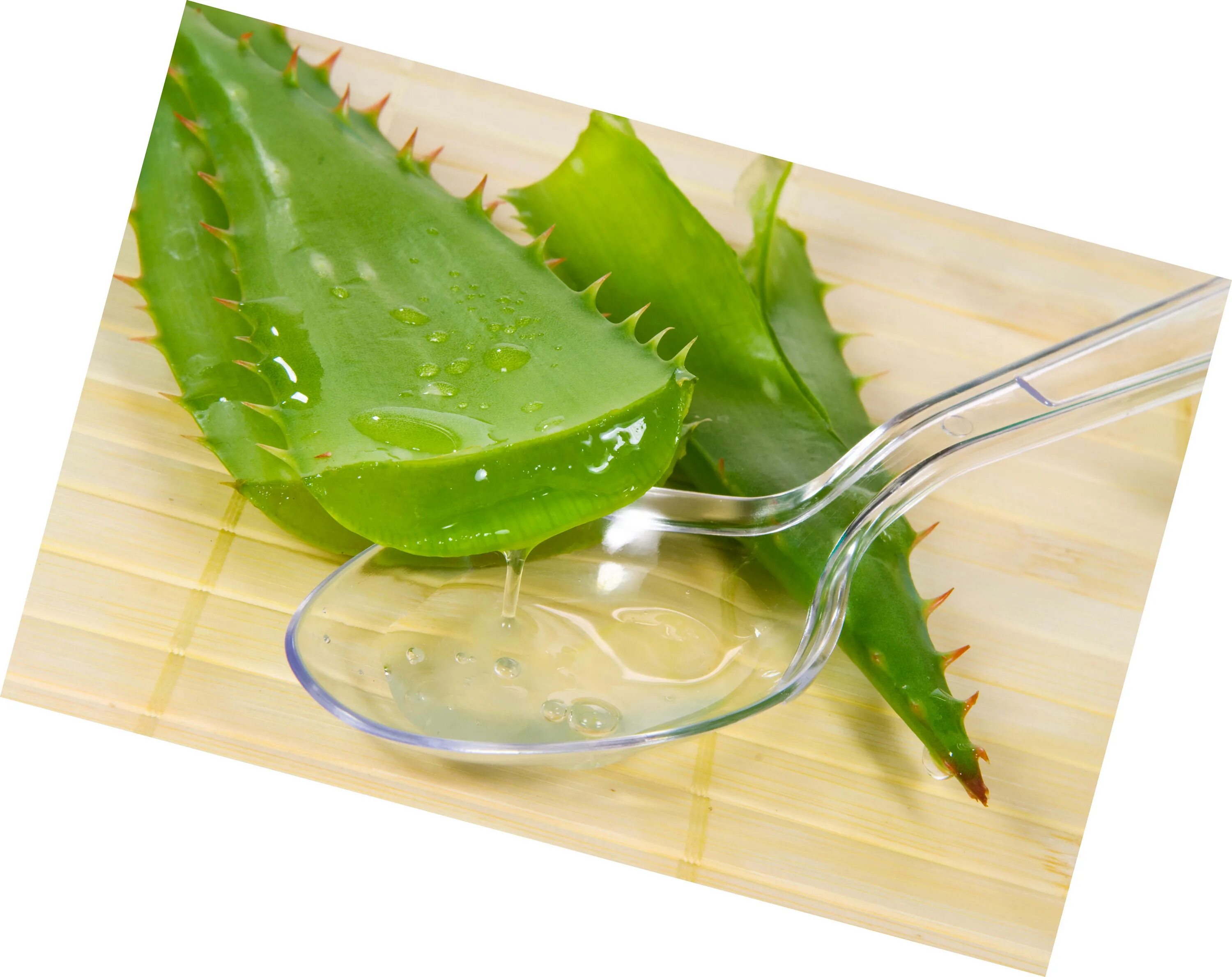 Aloe vera как пользоваться. Алоэ древовидное (столетник) сок.