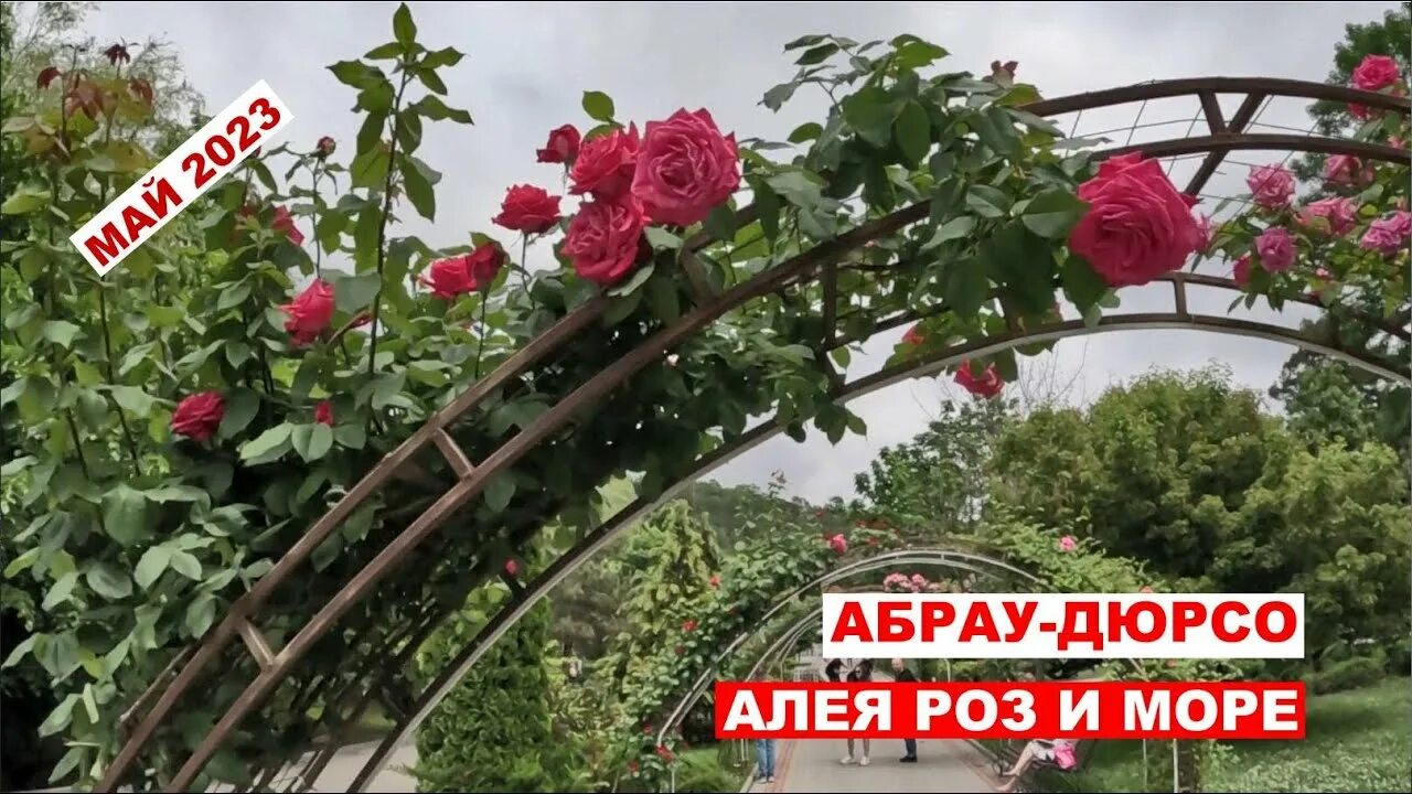 Живая изгородь из розы морщинистой. Розы алея. Аллея роз донецк. Розы в саду. Розы алея.