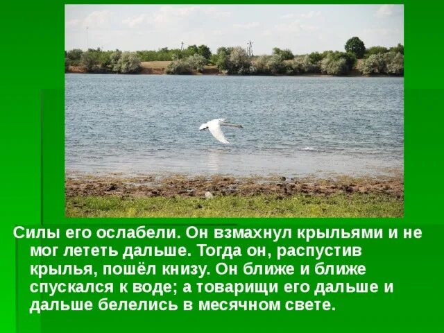 Основная мысль лебеди толстого. План лебеди толстой 3 класс. План рассказа лебеди Толстого 3 класс. Толстой лебедь взмахнул крыльями. Лебеди план рассказа 3 класс.