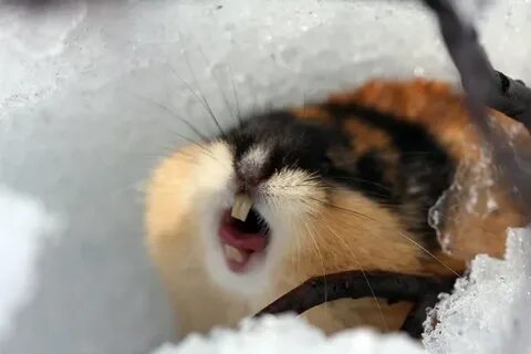 Хомяк зимой