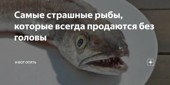 Почему продается без головы. Рыба которая продается без головы. страшная рыба которую продают без головы. рыбу продают без головы. рыба которая всегда продается без головы.