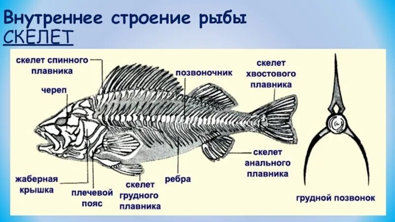 Скелет рыбы строение. Скелет костной рыбы. Строение костной рыбы окуня. Скелет костистой рыбы.