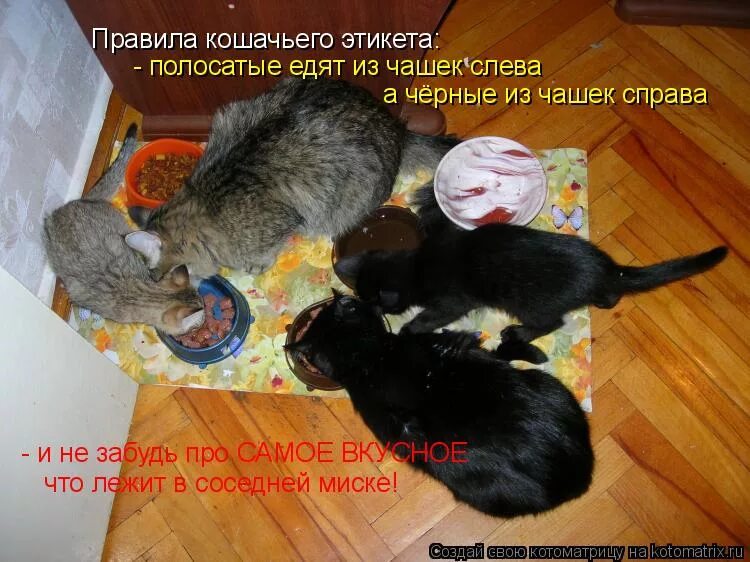 3 правила кошек