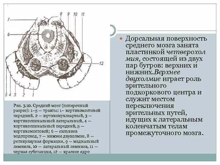 Дорсальная поверхность мозга. Схема внутреннего строения среднего мозга. Срез среднего мозга на уровне нижних холмиков. Схема поперечного разреза среднего мозга. Средний мозг поперечный разрез.