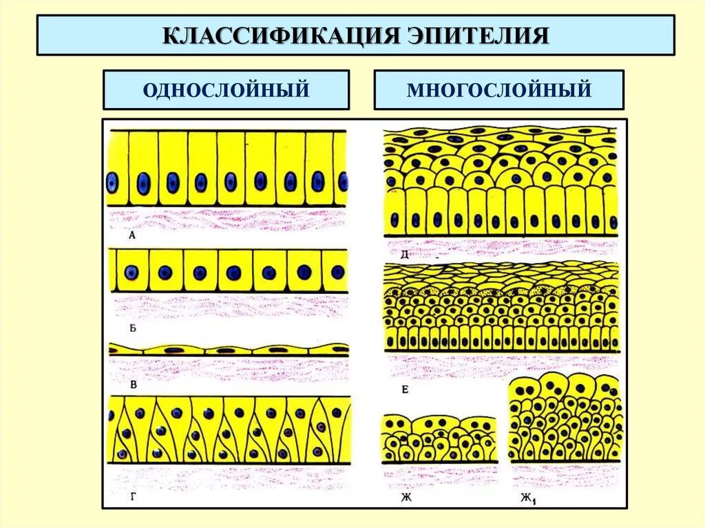 Многослойный плоский эпителий классификация. Тип ткани эпителиальная, однослойная. Однослойный, многослойный цилиндрический эпителий. Схема эпителий однослойный многослойный. Ламинируем ткани