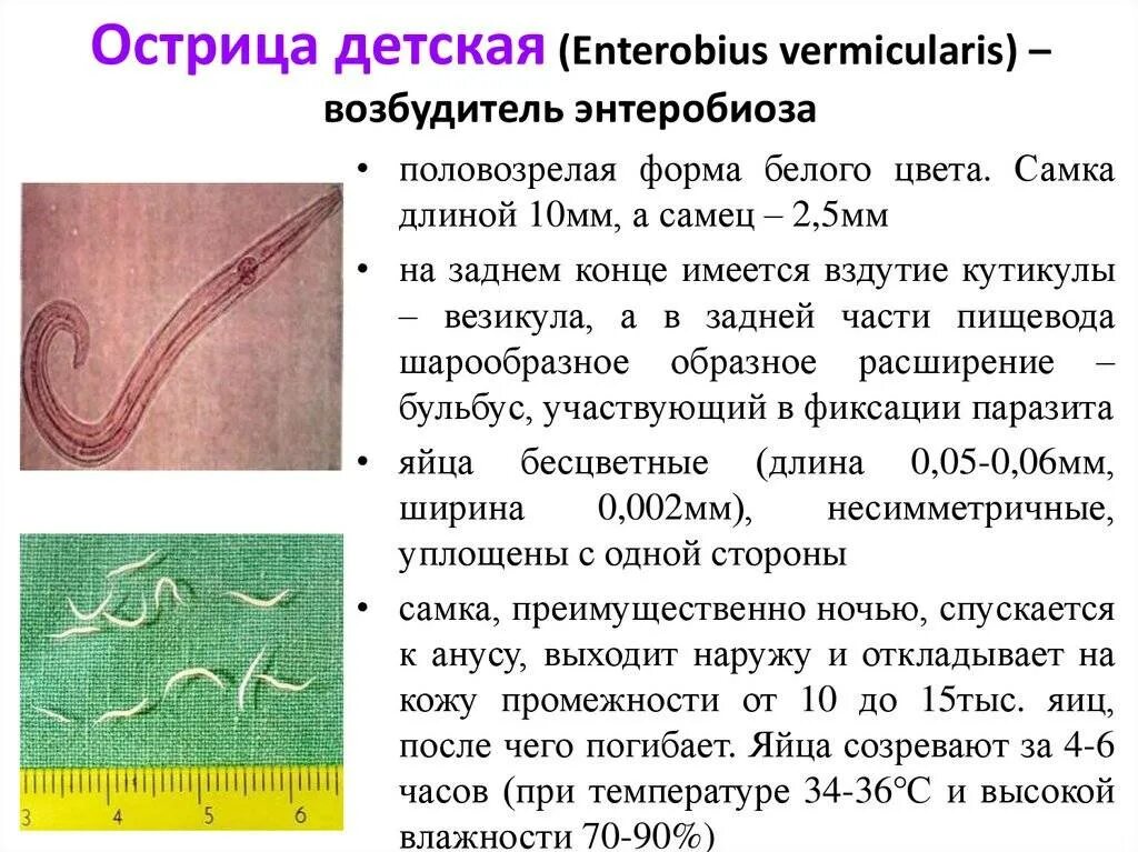 Черви паразиты Острица. Острицы возбудитель энтеробиоза у детей. Энтеробиоз вермикулярис.