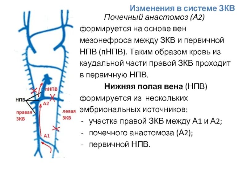 Две нижних полых вены. Нижняя полая Вена притоки. Нижняя полая Вена Синельников. Сегменты нижней полой вены.