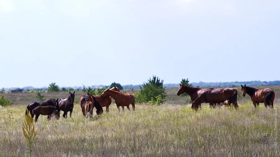 Жд вокзал цимлянск. Совхоз цимлянский. Футбольная команда мытищи 1970-1980 годы. Природные парки цимлянские пески. Совхоз цимлянский.