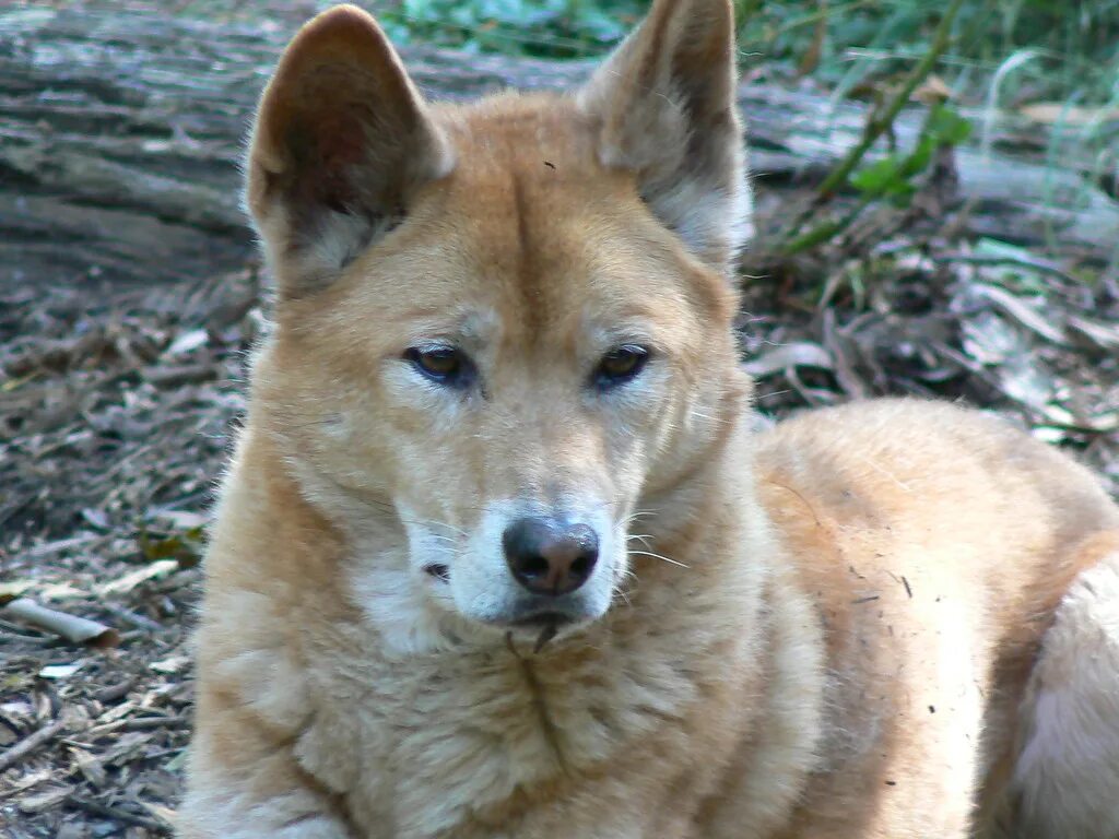 Австралийский динго. Dingo wild dog. Динго в австралии. Восточно-азиатская динго. Собака динго в австралии.