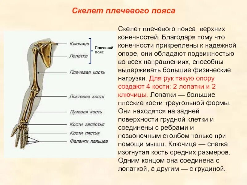 Верхние конечности туловища. Плечевой пояс и скелет верхних конечностей. Особенности строения костей плечевого пояса. Кости скелета пояса верхних конечностей. Анатомия верхних конечностей плечевая кость.
