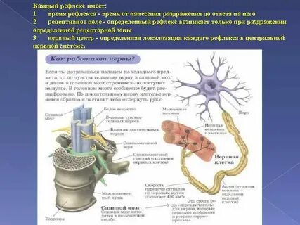 От чего зависит время рефлекса