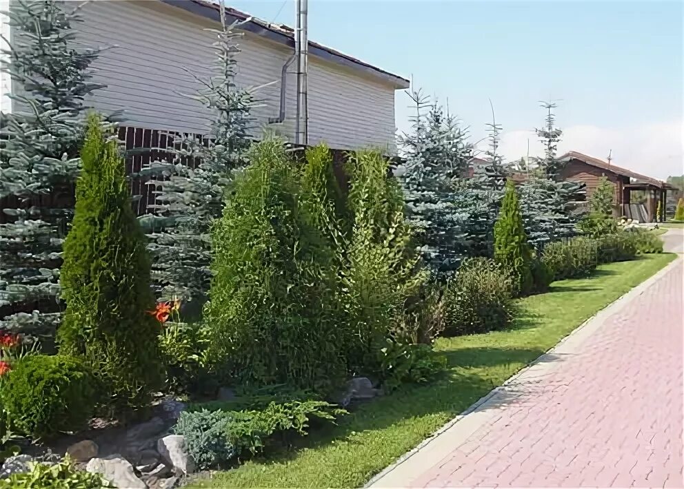 Ели вдоль забора. Пихта сибирская живая изгородь. голубая туя смарагд. туя смарагд в ландшафте. туя смарагд вдоль забора.