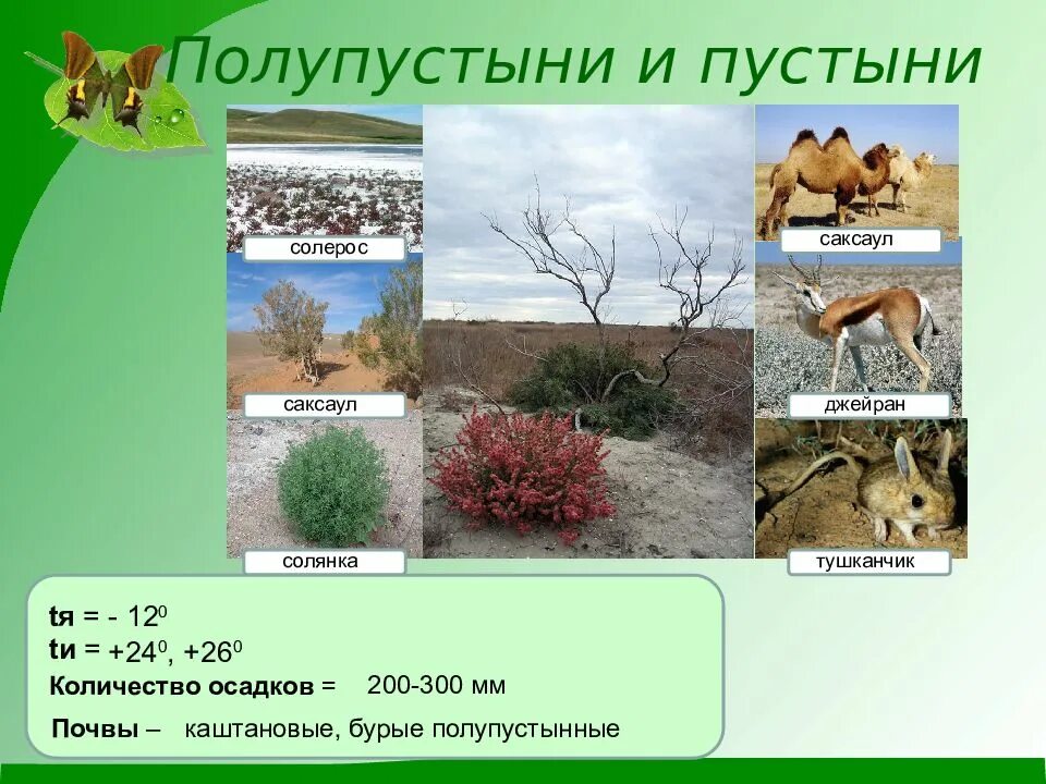 Зона пустынь и полупустынь растения и животные. Растения пустынь и полупустынь в россии. пустыни и полупустыни презентация. растения пустынь и полупустынь. пустыни и полупустыни россии презентация.