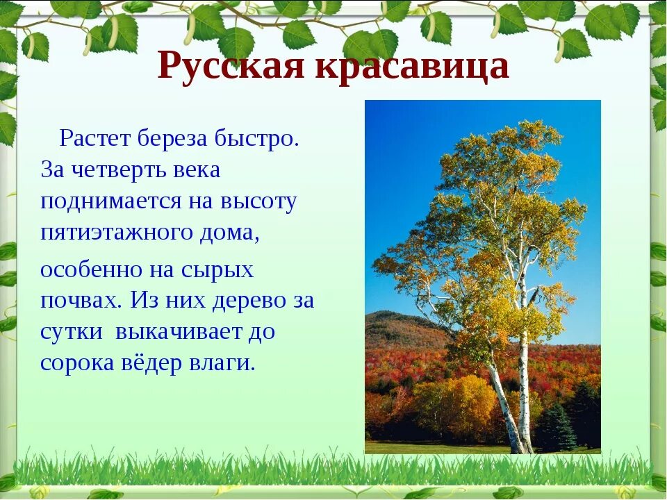 Описание березы. Проект про березу. О берёзе кратко. Доклад про березу.