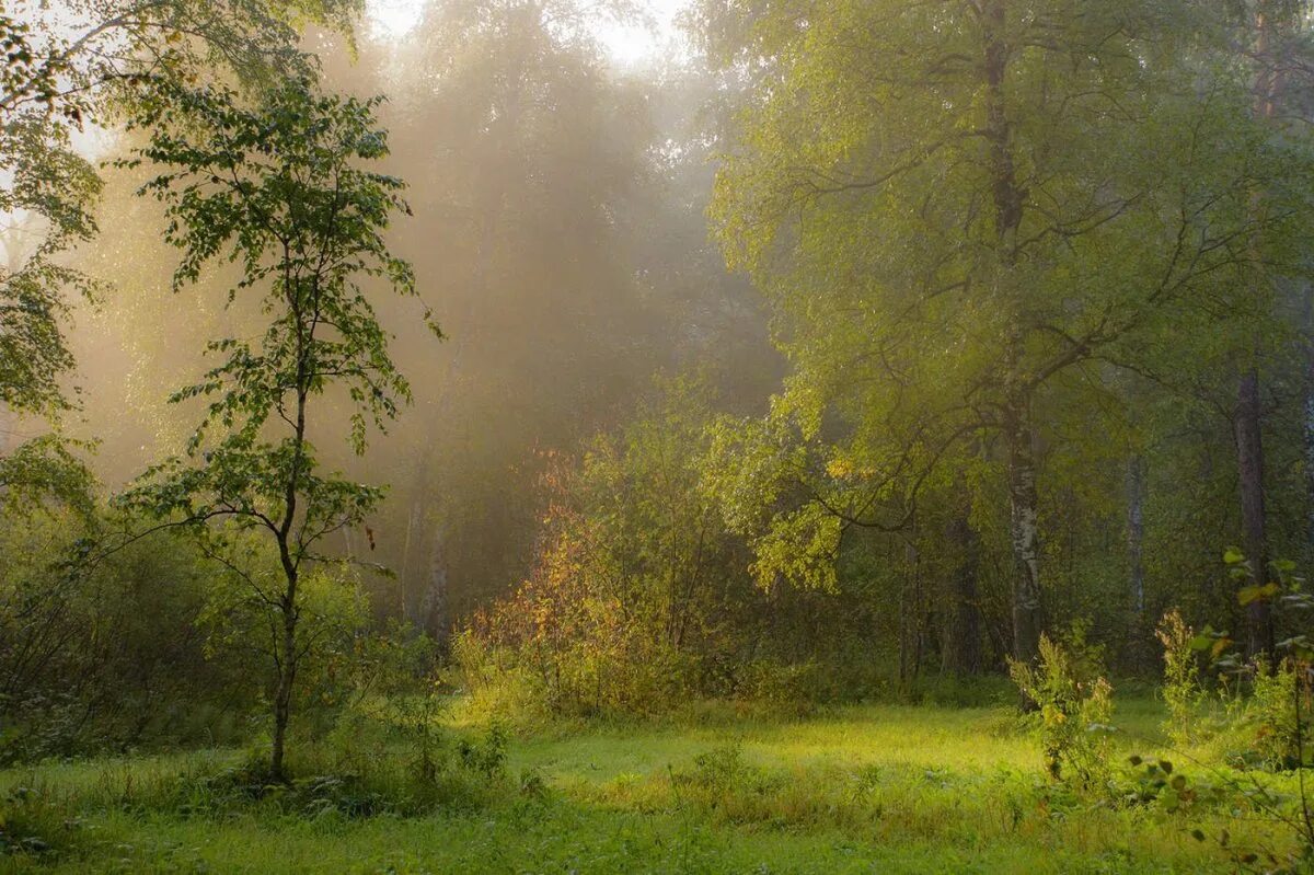 Лес туман лето. Утро в лесу. Летний рассвет в лесу. Раннее утро. Утро лес лето.