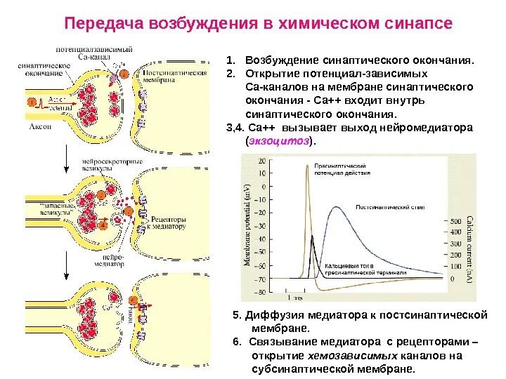 Содержание возбуждение