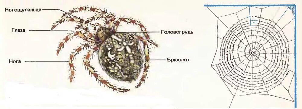 У паука крестовика симметрия тела. Строение паука крестовика. Внешнее строение паука 7 класс биология. Строение паука крестовика. Паук крестовик строение рисунок.
