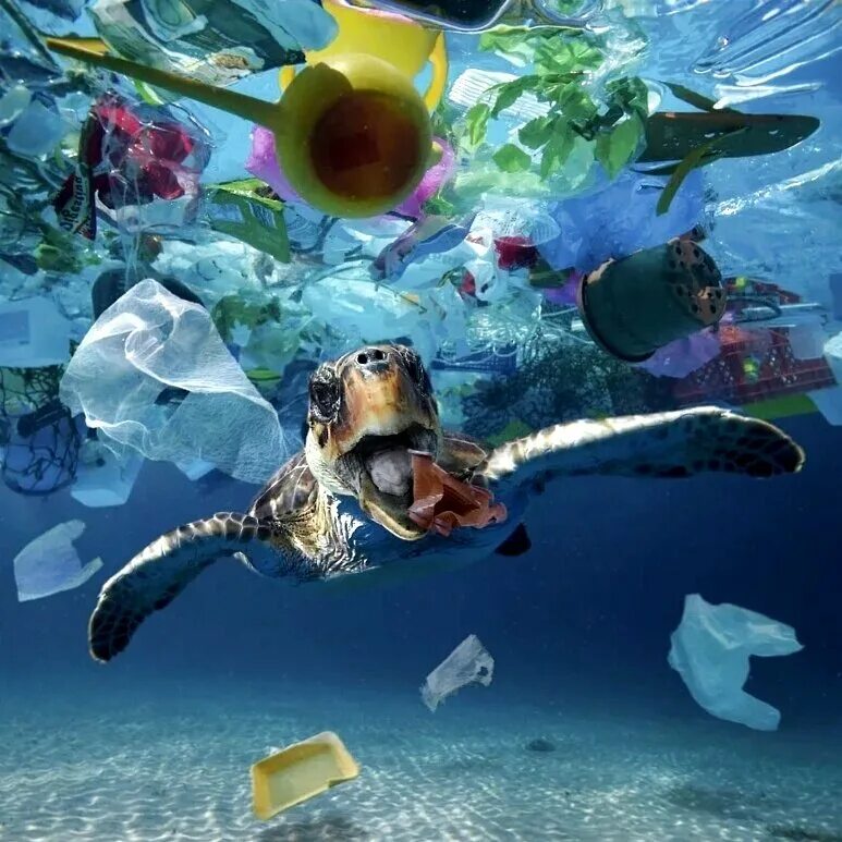 Морские обитатели в мусоре. Животные океана. Загрязнение океана.