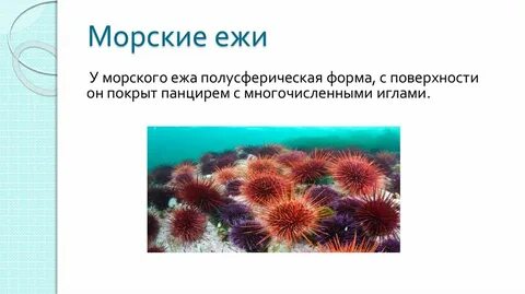 Сообщение о морском еже